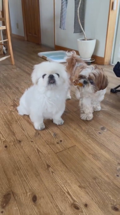 おやつをくわえて自慢毛に歩くワンコ