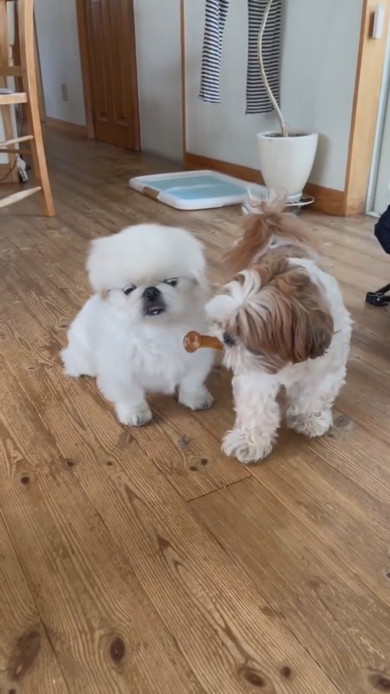 おやつをくわえて自慢毛に歩くワンコ