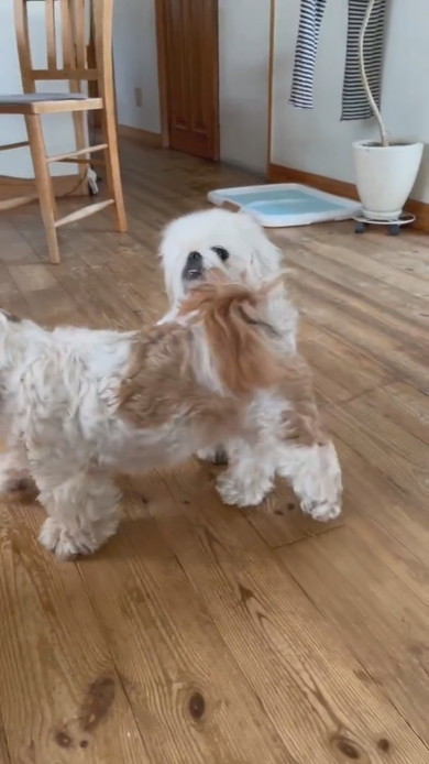 おやつをくわえて自慢毛に歩くワンコ