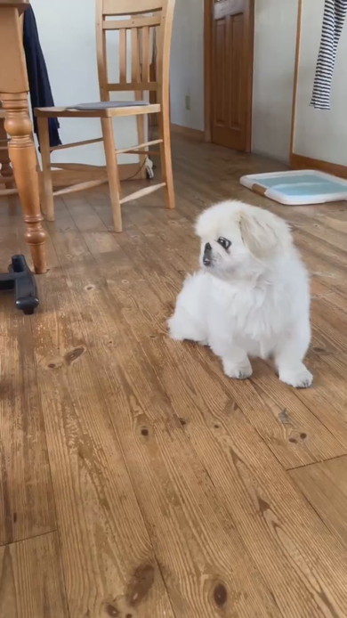 おやつをくわえて自慢毛に歩くワンコ