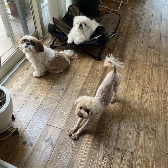 3匹のワンコたち