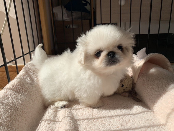 ペキニーズの子犬