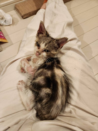 保護された子猫ちゃん