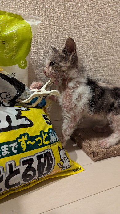 保護された子猫ちゃん