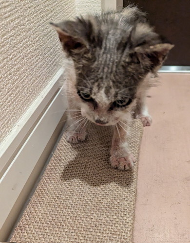 保護された子猫ちゃん