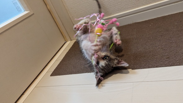 保護された子猫ちゃん