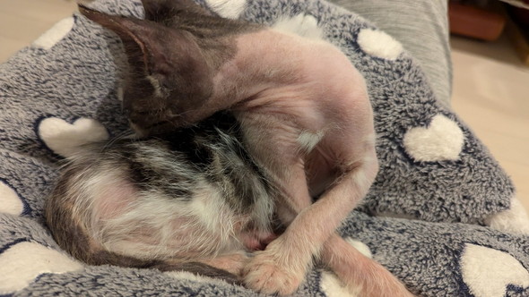 保護された子猫ちゃん