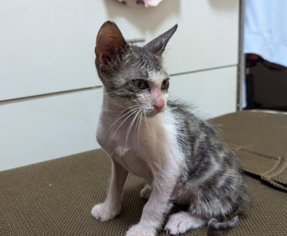 保護された子猫ちゃん