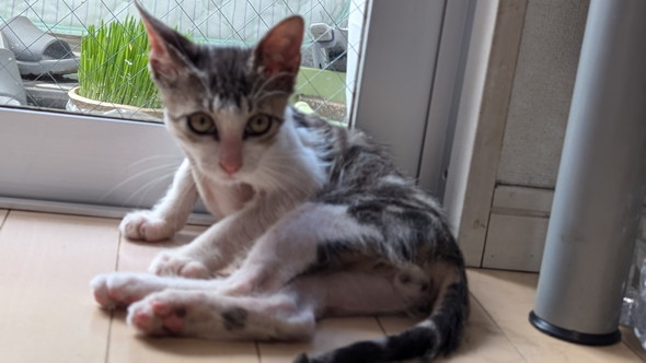 保護された子猫ちゃん