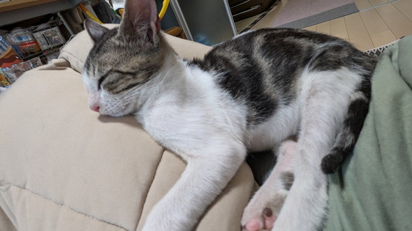 保護された子猫ちゃん