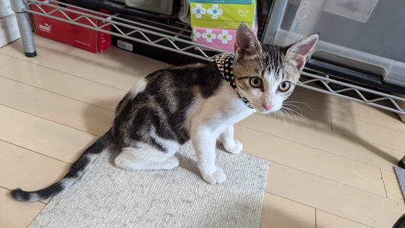 保護された子猫ちゃん