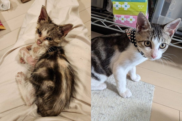 保護された子猫ちゃん