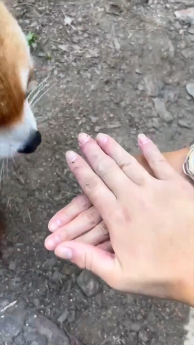 「#手を乗せるチャレンジ」に挑戦するレッサーパンダのネイ