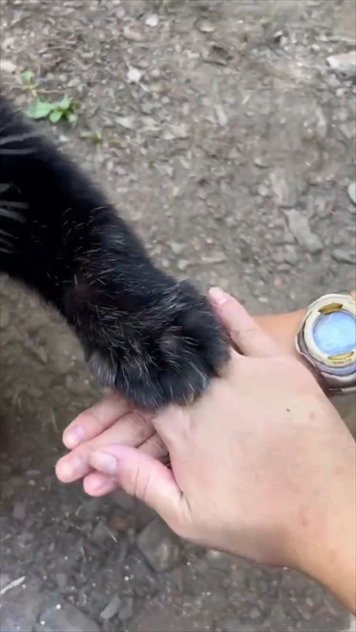 「#手を乗せるチャレンジ」に挑戦するレッサーパンダのネイ