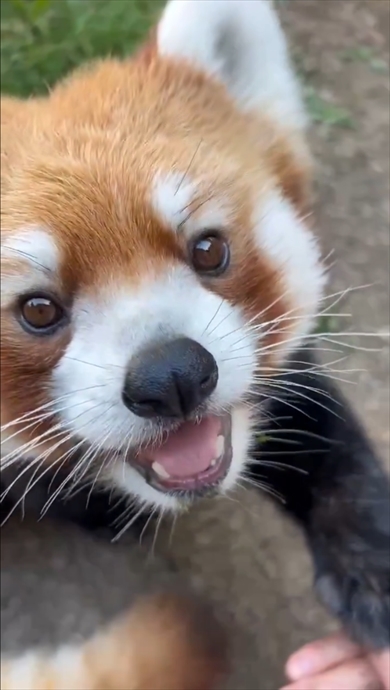 「#手を乗せるチャレンジ」に挑戦するレッサーパンダのネイ