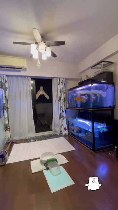 魚の水槽と窓に付いている巨大な蛾のような生物