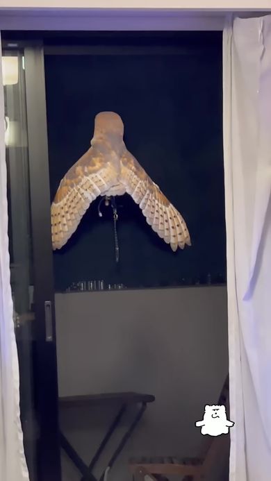 巨大な蛾のように見えるポーズで網戸に爪を立てているメンフクロウ