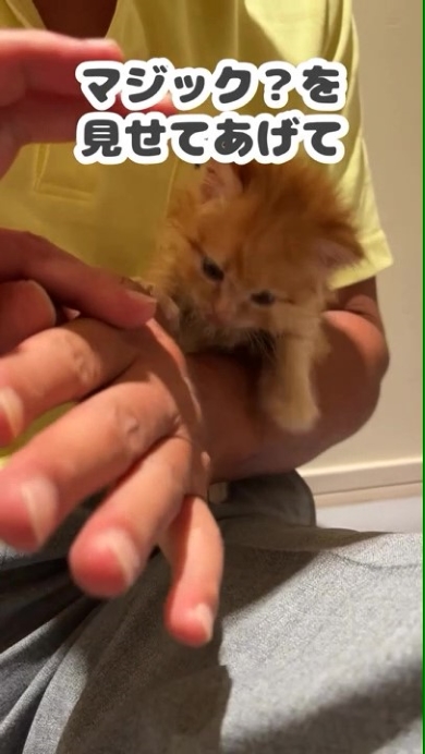 猫を抱っこする男性