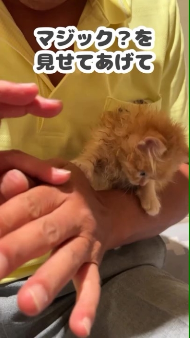 猫を抱っこする男性