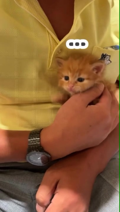 猫を抱っこする男性