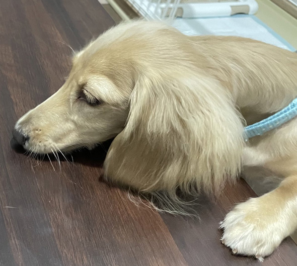 ダックスフントトリミング