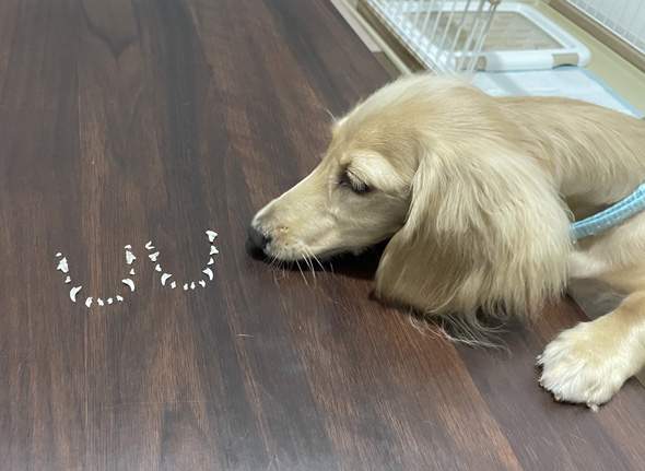 乳歯を見つめるダックスフント