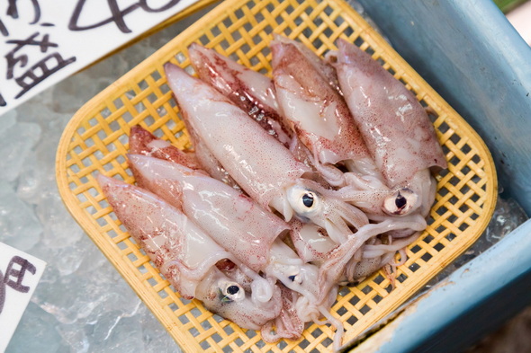 発光していないイカ