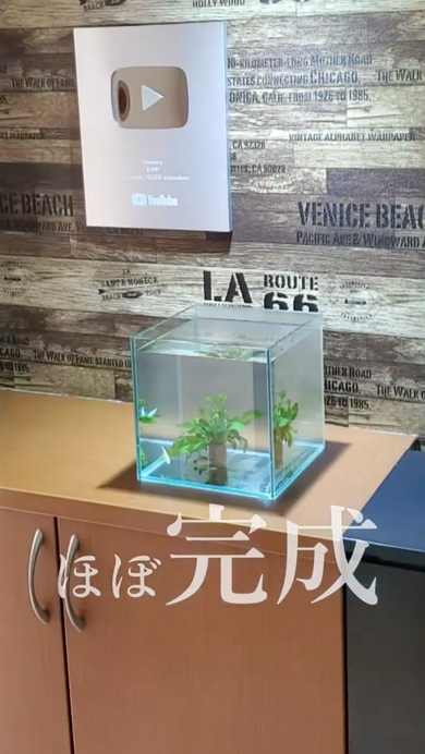 メダカで観葉植物を育てる方法