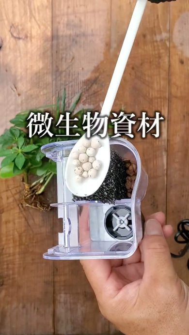 メダカで観葉植物を育てる方法