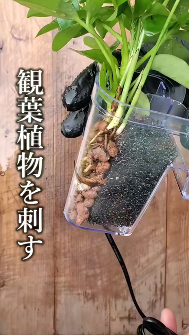 メダカで観葉植物を育てる方法