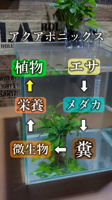 メダカで観葉植物を育てる方法