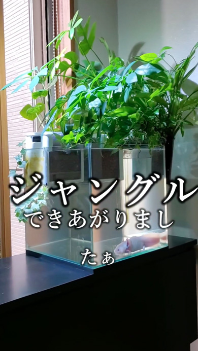 メダカで観葉植物を育てる方法