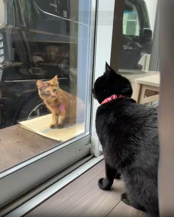 黒猫に威嚇されるサビ猫