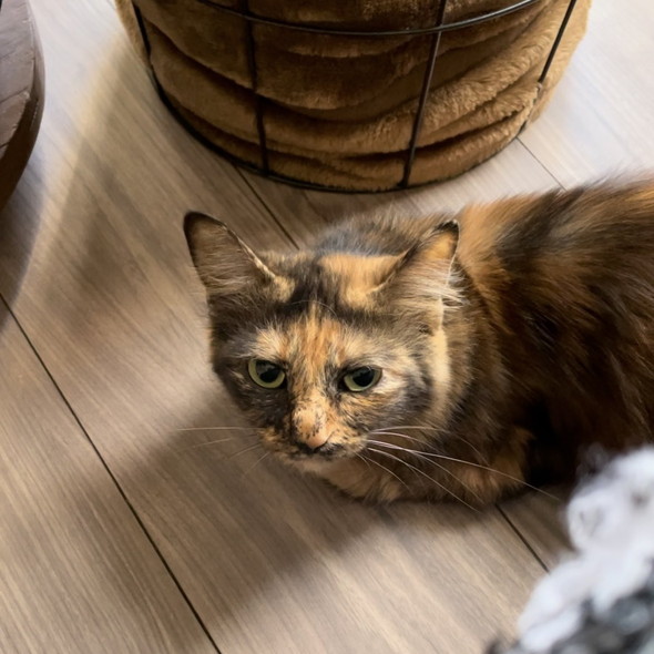 保護されたサビ猫ちゃん