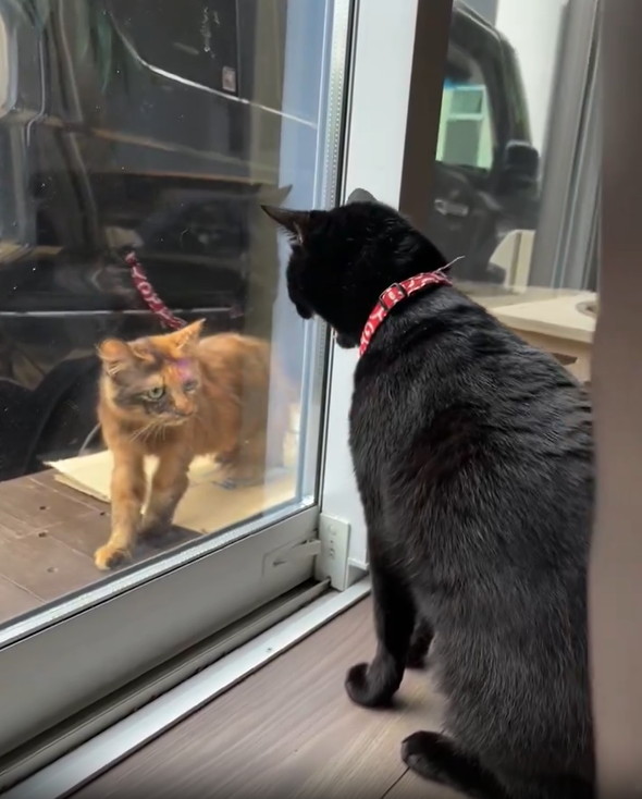 黒猫に威嚇されるサビ猫