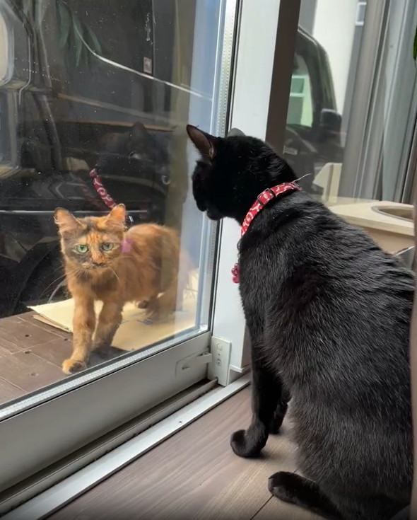 黒猫に威嚇されるサビ猫