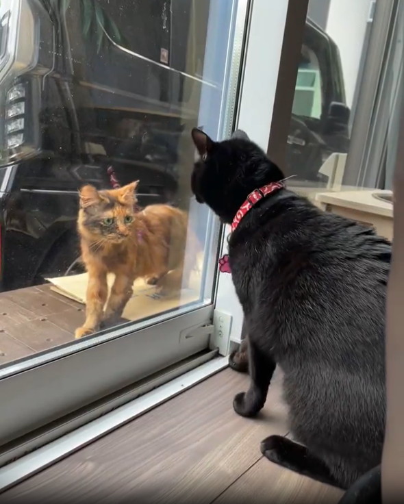 黒猫に威嚇されるサビ猫