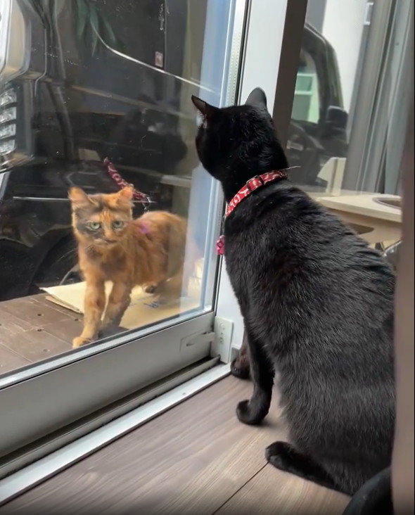 黒猫に威嚇されるサビ猫