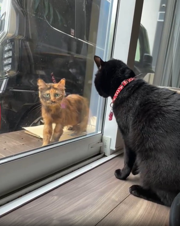 黒猫に威嚇されるサビ猫