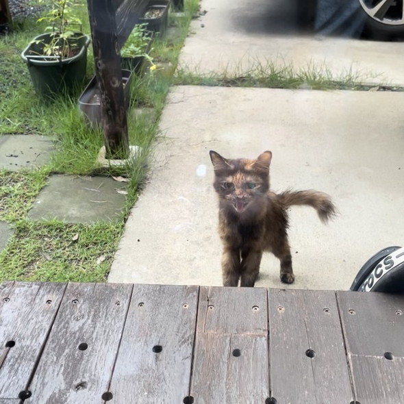 庭にいるサビ猫ちゃん