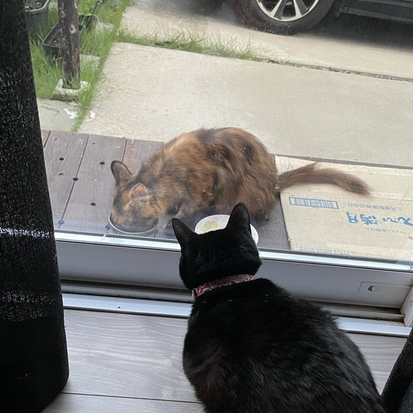 庭にいるサビ猫ちゃん