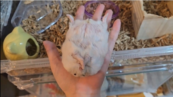 野生が消え失せたハムスター