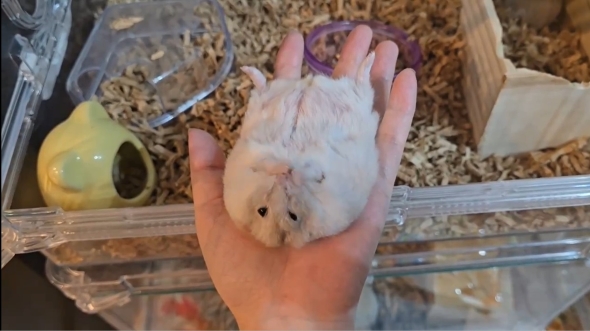 野生が消え失せたハムスター