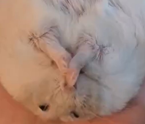 野生が消え失せたハムスター