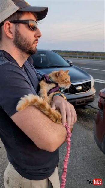 夕焼けを見る猫T