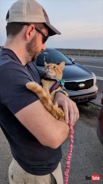 夕焼けを見る猫T