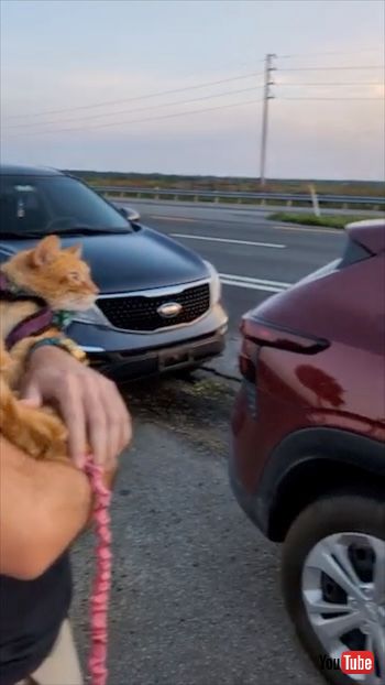 夕焼けを見る猫T