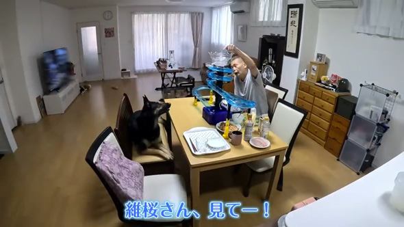 愛犬そ祖父母に預けたら流しそうめん