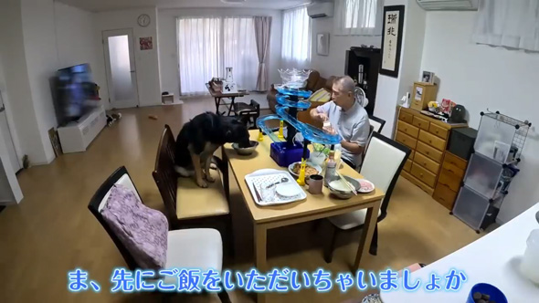 愛犬そ祖父母に預けたら流しそうめん