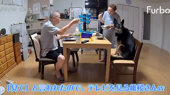 愛犬そ祖父母に預けたら流しそうめん